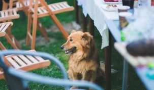 Giftige voedingsmiddelen voor de honden