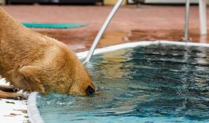 Laver son chien au bain