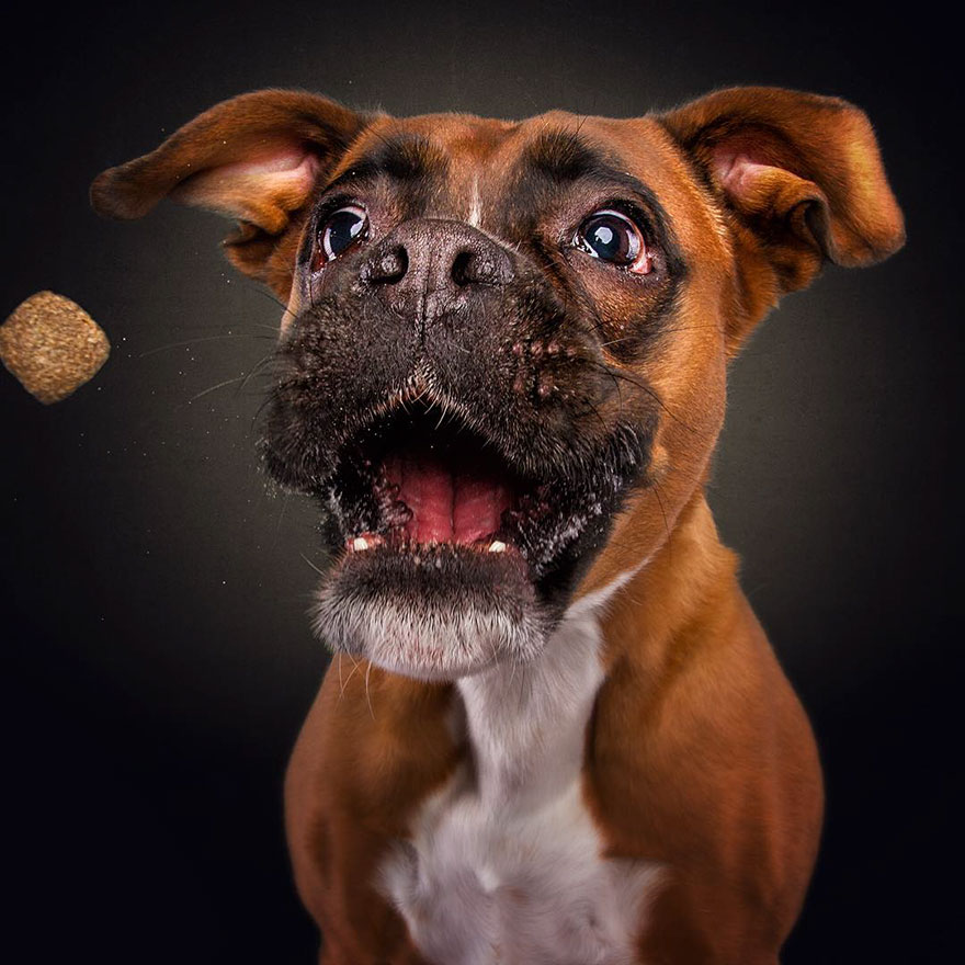 Hilarische fotoreeks van honden door Christian Vieler - Happy Friends