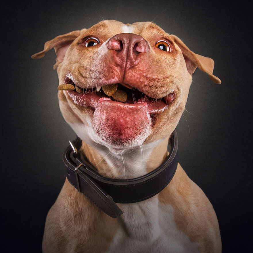 Plakken zomer Landelijk Hilarische fotoreeks van honden door Christian Vieler - Happy Best Friends