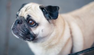 Happy Best Friends troubles du comportement chez le chien