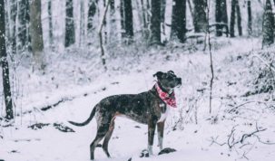 Zijn hond in winter beschermen