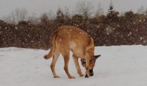 Protéger son chien en hiver