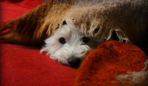 Garder son chien calme pendant un feu d'artifice