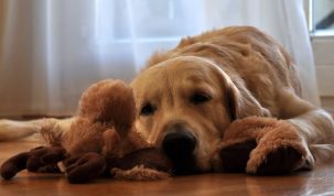 7 tips om jouw hond kalm te houden tijdens vuurwerk