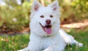 besoins du chien