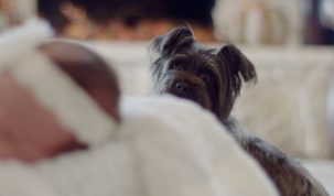 Préparer son chien au bébé