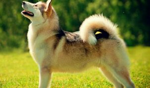 vacht hond