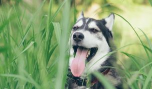 chien fugue