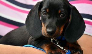 Assurance pour chien - Happy Best Friends