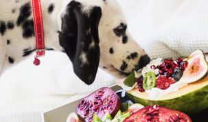 chien mangeant des fruits