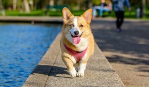 5 dangers de l'été pour votre chien