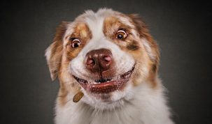 Photos hilares de chiens par Christian Vieler