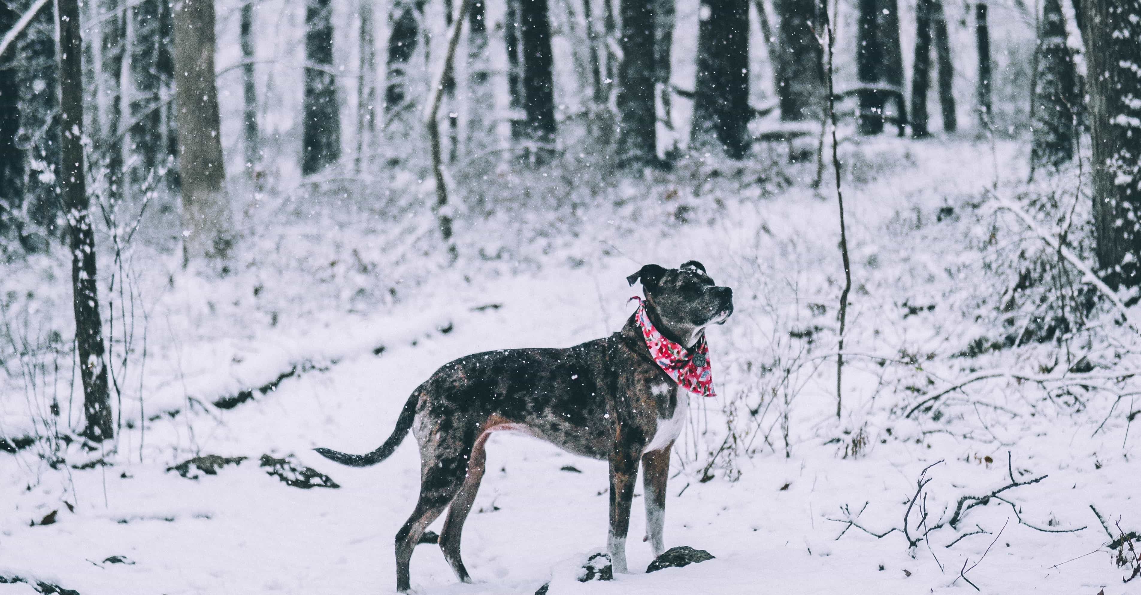 Zijn hond in winter beschermen